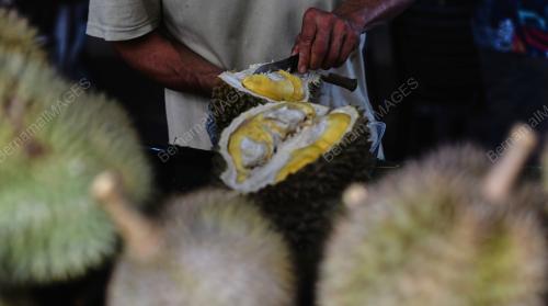 BALIK PULAU SYURGA DURIAN