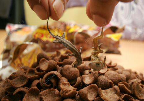 CICAK DALAM BIJIRAN