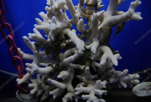 PG08_15082017_LAUT_BN201708142935