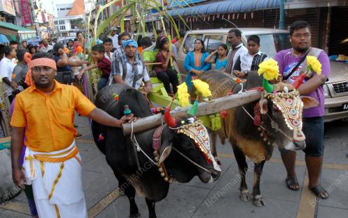 PG08_16012016_LEMBU_PONGGAL