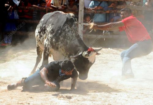 PESTA PONGGAL