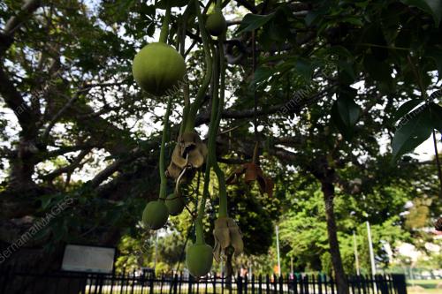 POKOK TERTUA