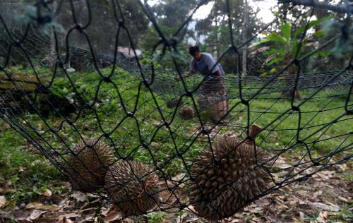 PG08_18072018_DUSUN_DURIAN