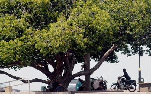 PG08_20032016_TEDUH_POKOK