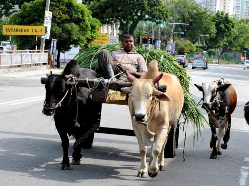 PG08_21032012_LEMBU