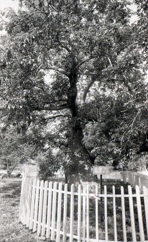 PG08_220390_POKOK