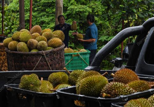 RAJA BUAH
