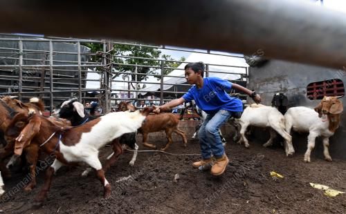 PG08_22082018_TANGKAP_KAMBING_BN201808196203