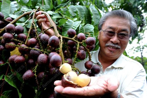 PG08_24072012_FIJIAN_LONGAN
