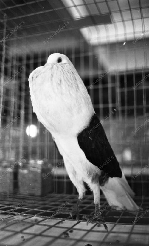 PG08_26012015_PESTA_BURUNG