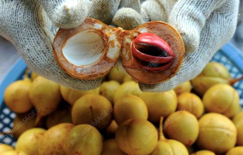 PG08_26112015_ISI_BUAH_PALA