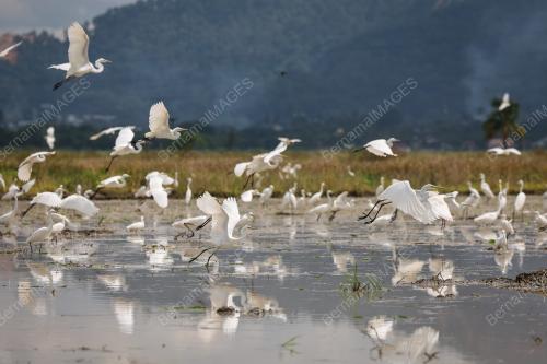 BURUNG BANGAU