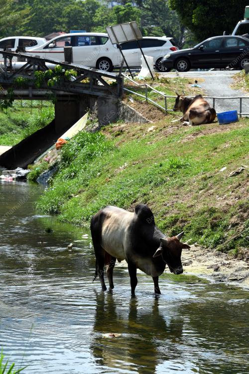 PG08_28022019_LEMBU_PANAS_BN201902251564