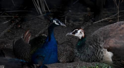 PELIHARA BURUNG MERAK