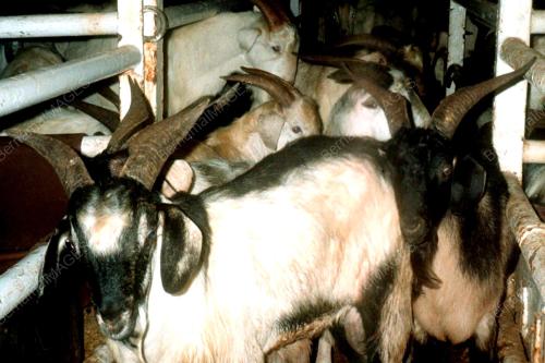 KAMBING BIRI-BIRI