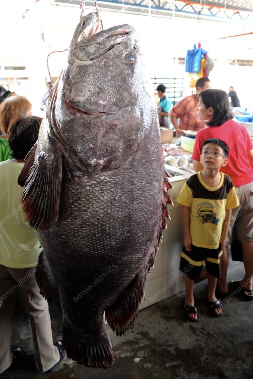 IKAN GERGASI