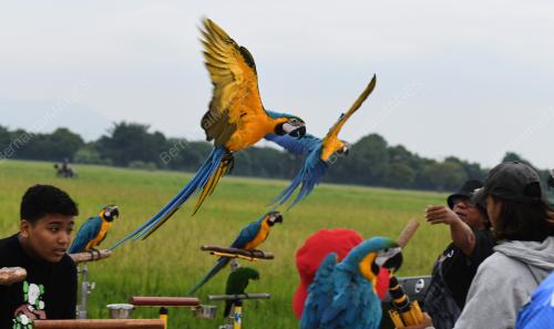 BURUNG KAKAK TUA