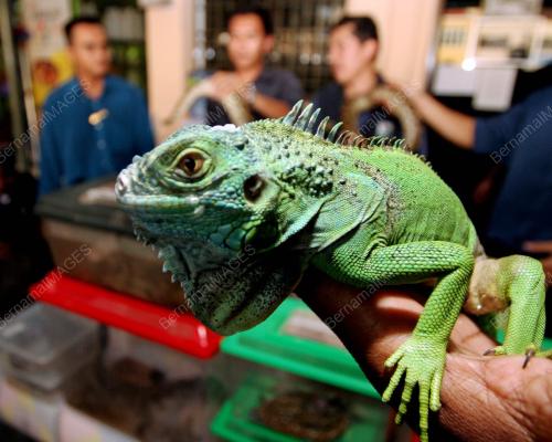 RAMPASAN REPTILIA