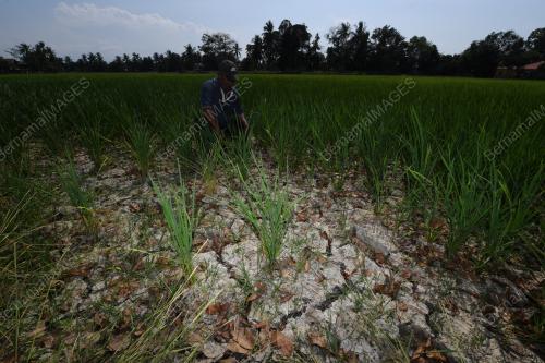 SAWAH PADI KERING