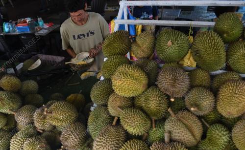 BALIK PULAU SYURGA DURIAN