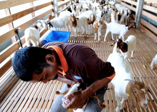PG09_14032012_KAMBING
