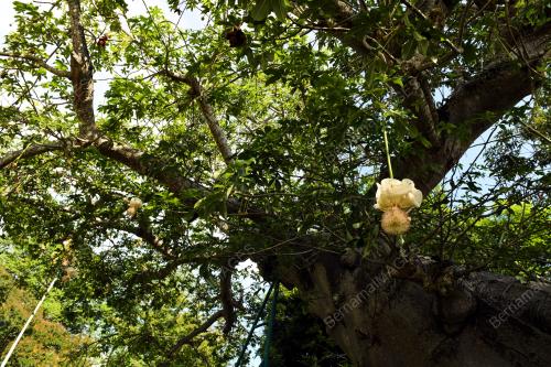 POKOK TERTUA