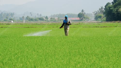 PG09_19042016_HIJAU_SAWAH