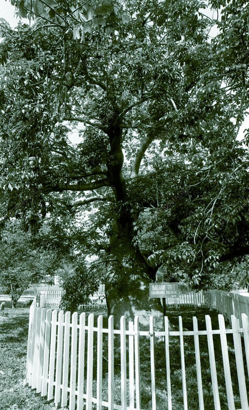 PG09_220390_POKOK