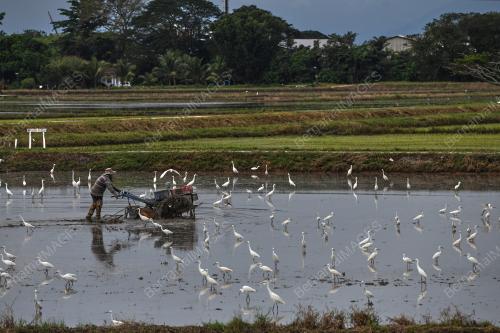 BURUNG BANGAU