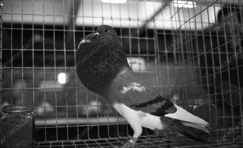 PG09_26012015_PESTA_BURUNG