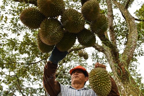 MUSIM_DURIAN