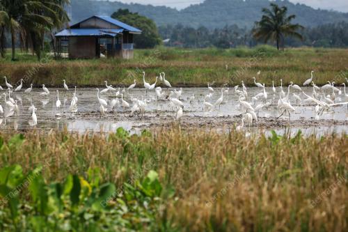 BURUNG BANGAU