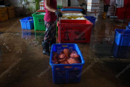 SANGKAR IKAN