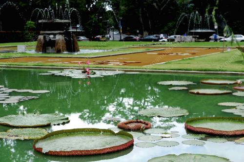 PG09_60814_KOLAM_WATER_LILY_26082014
