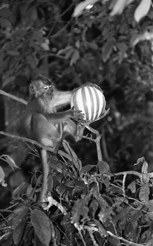 PG10_05022015_TAMAN_BOTANI