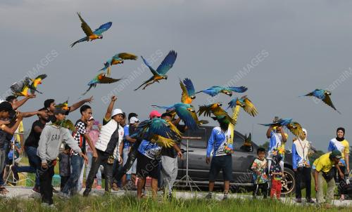BURUNG KAKAK TUA