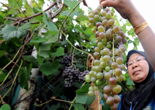 PG10_12062012_BUAH