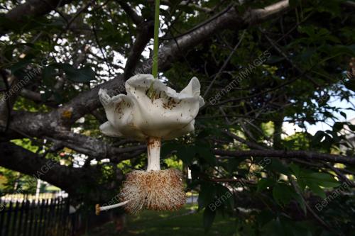 POKOK TERTUA