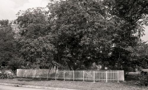 PG10_220390_POKOK