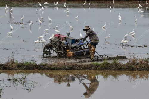 BURUNG BANGAU