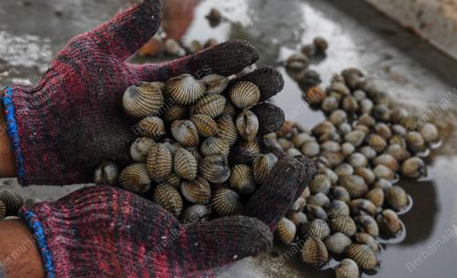 KEBUN KERANG