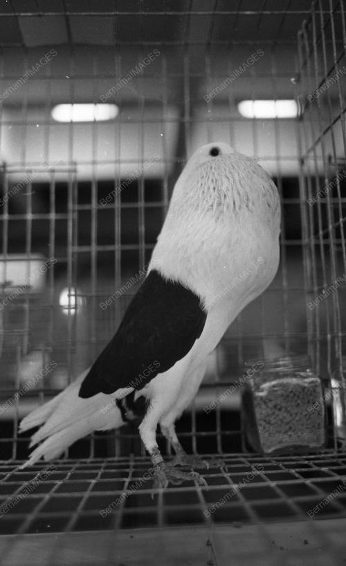 PG10_26012015_PESTA_BURUNG