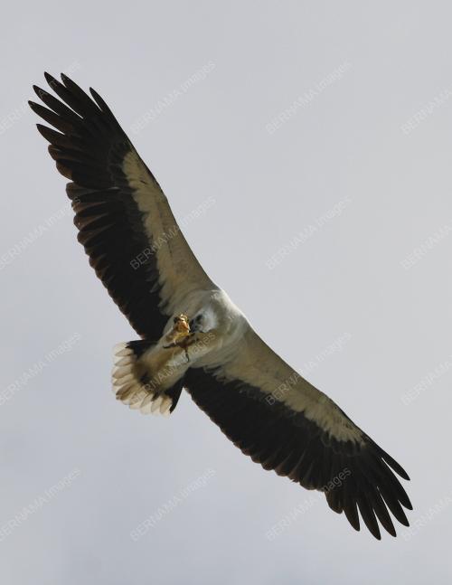 BURUNG HELANG
