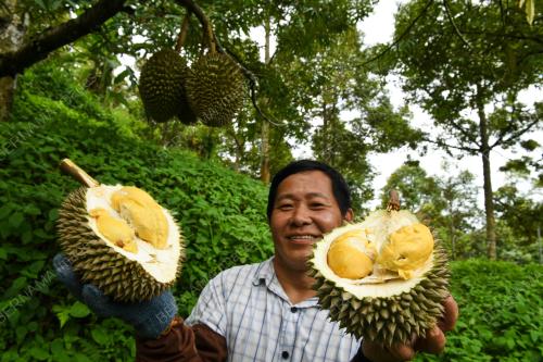 MUSIM_DURIAN