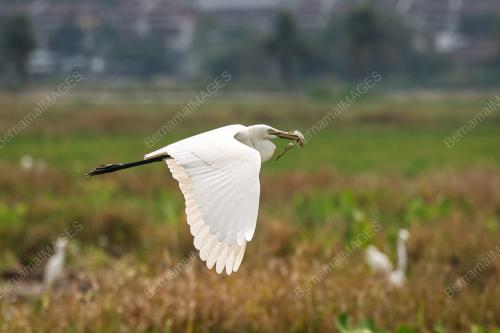 BURUNG BANGAU
