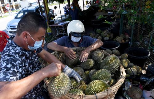 MUSIM BUAH DURIAN