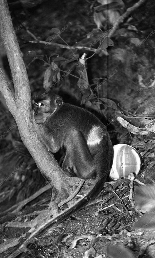 PG11_05022015_TAMAN_BOTANI
