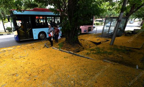PG11_05042019_BUNGA_ANGSANA_BN201904055687