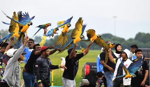 BURUNG KAKAK TUA