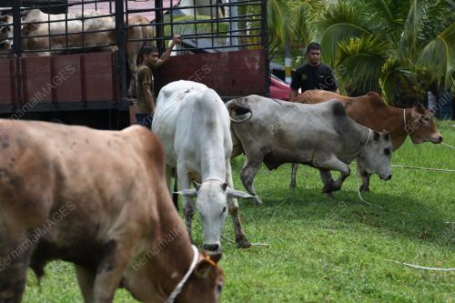 LEMBU_AIDILADHA